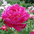 Пион травянистый Барбара Пион травянистый Барбара