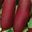 Свёкла столовая Багряный цилиндр