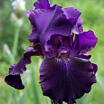 Ирис германский Black  Mercury