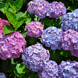 Гортензия крупнолистная Mix Гортензия крупнолистная Mix
