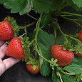 Земляника садовая Верити