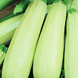 Кабачок Обыкновенный F1 Белогор