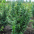 Бирючина (Волчья ягода) колоновидная