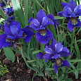Ирис сибирский Раффлд Велвет