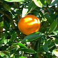 Цитрус Мандарин