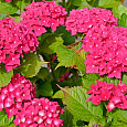 Гортензия крупнолистовая Лихтфайр Гортензия крупнолистовая Лихтфайр