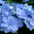 Гортензия крупнолистовая Романс Блю