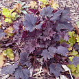 Гейхера гибридная Бинош