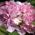 Гортензия крупнолистовая Сабрина Гортензия крупнолистовая Сабрина