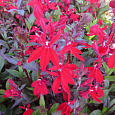 Лобелия прекрасная Scarlet Princess
