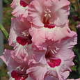 Гладиолус крупноцветковый Вайн энд Роузес