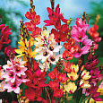 Иксия гибридная Смесь окрасок