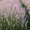Лаванда Эллеганс Айс