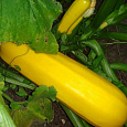 Кабачок Желтоплодный