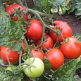 Томат Красная шапочка