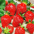Земляника садовая Верити