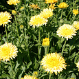 Календула пацифик Бьюти лемон