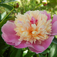 Пион травянистый Сорбет Пион травянистый Сорбет