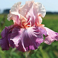 Ирис бородатый Май Валентайн