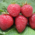 Земляника садовая Флоренс