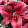 Лилия ОТ-гибрид Палаццо
