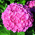Гортензия крупнолистовая Мася Гортензия крупнолистовая Мася