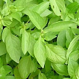 Базилик  Лимонный Аромат Базилик  Лимонный Аромат
