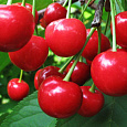 Вишня обыкновенная Превосходная Веньяминова (Дюк)