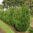 Можжевельник китайский Spearmint Можжевельник китайский Spearmint