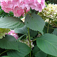 Гортензия крупнолистовая Шарона Гортензия крупнолистовая Шарона