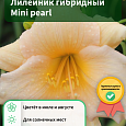 Лилейник гибридный Mini pearl