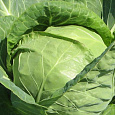 Капуста белокочанная Доминанта 