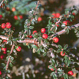 Кизильник укореняющийся Eicholz