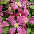 Клематис (Ломонос) гибридный Inspiration