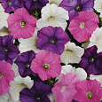 Петуния ампельная Плюш Микс
