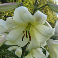 Лилия ОТ-гибрид Элиси Лилия ОТ-гибрид Элиси