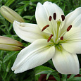 Лилия ОТ-гибрид Элиси Лилия ОТ-гибрид Элиси