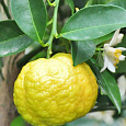 Цитрус Лиметта Пурша