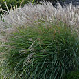 Мискантус китайский Кляйн Зильбешпине