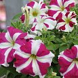 Петуния крупноцветковая Танго Розовая с белой звездой