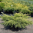 Можжевельник средний Пфитцериана Ауреа