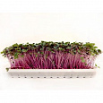 Микрозелень  Капуста красная Микрозелень  Капуста красная