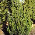 Можжевельник китайский Spearmint Можжевельник китайский Spearmint