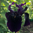 Ирис золотисто-расписной Black Form Ирис золотисто-расписной Black Form